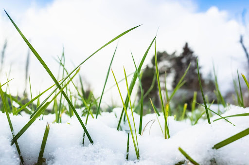 Protecting your lawn from winter elements