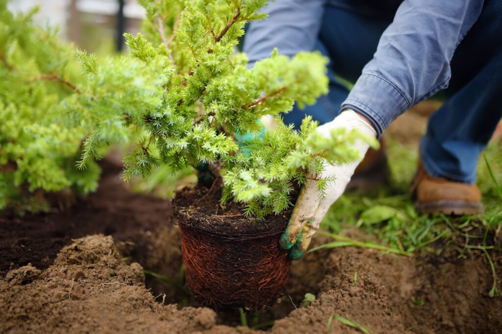 A person planting a small evergreen shrub in the soil, wearing gloves and a blue shirt.