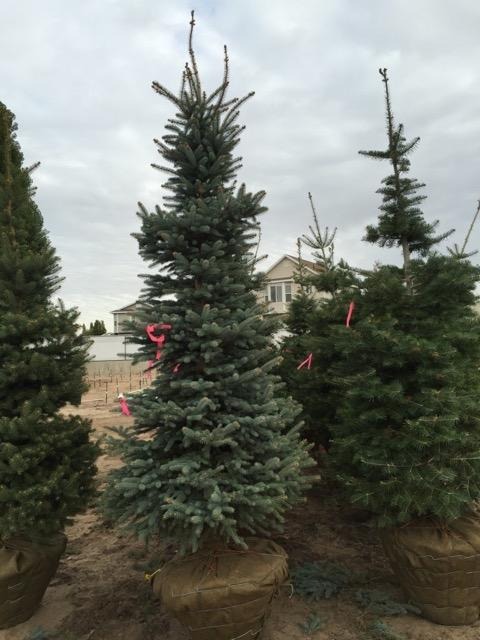 A row of Christmas trees stands in front of a house enhancing the seasonal decor