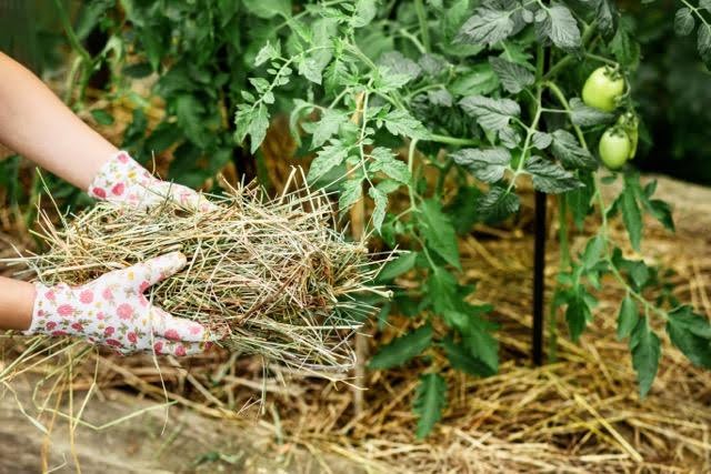 A hand grips a bundle of hay indicating a connection to farming or livestock care
