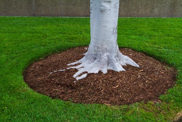 A tree featuring a white trunk encircled by brown mulch
