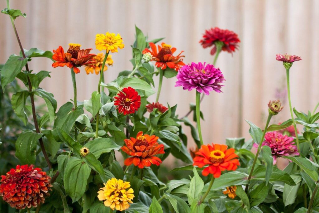 A diverse collection of bright flowers flourishing in a well tended garden