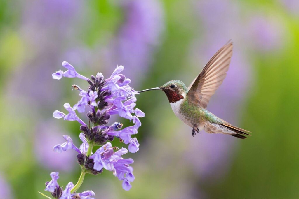 A hummingbird hovering near a lavender flower feeding on its nectar with vibrant wings in motion