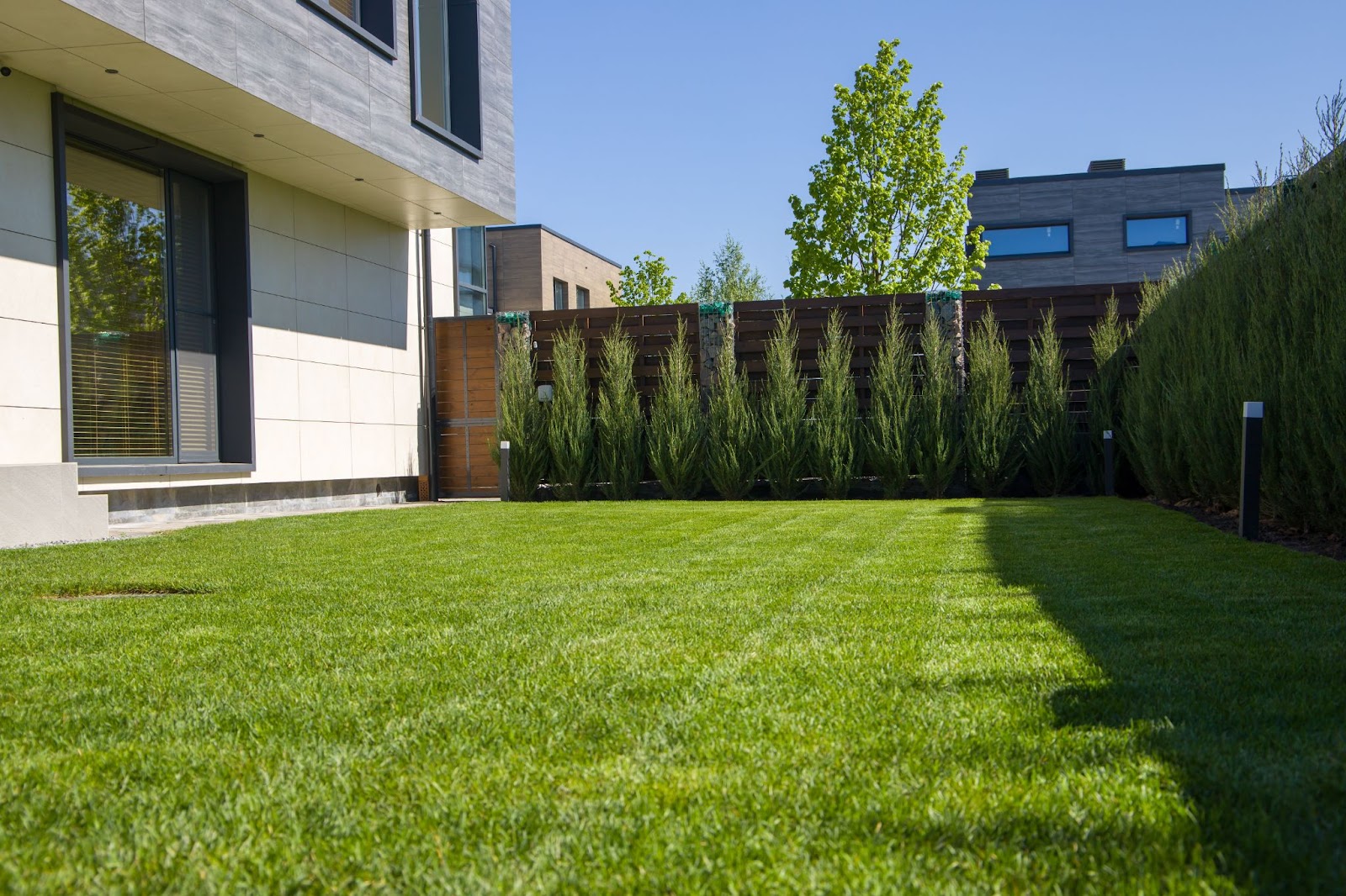 A lush green lawn in the backyard of a modern home, bordered by a wooden fence and tall evergreen shrubs.