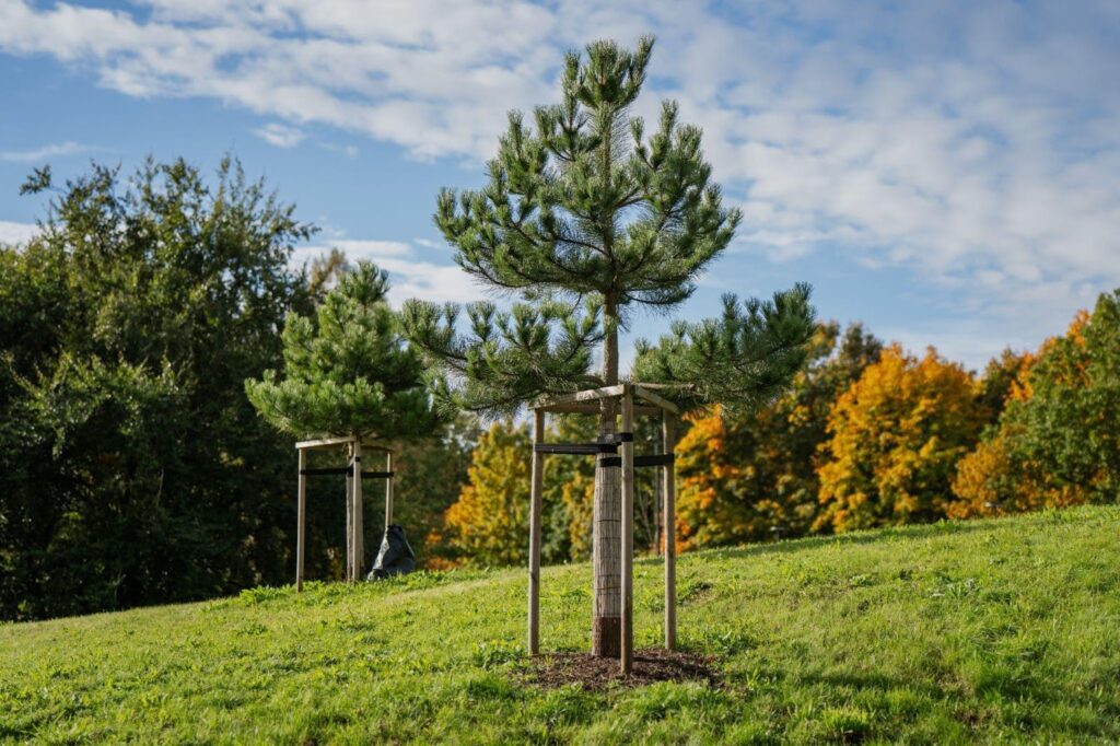 A small tree stands alone in a lush grassy field under a clear blue sky