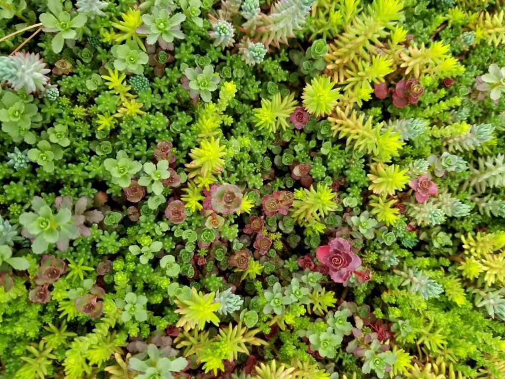 Close up of a vibrant green and red plant, showcasing its rich colors and intricate leaf patterns