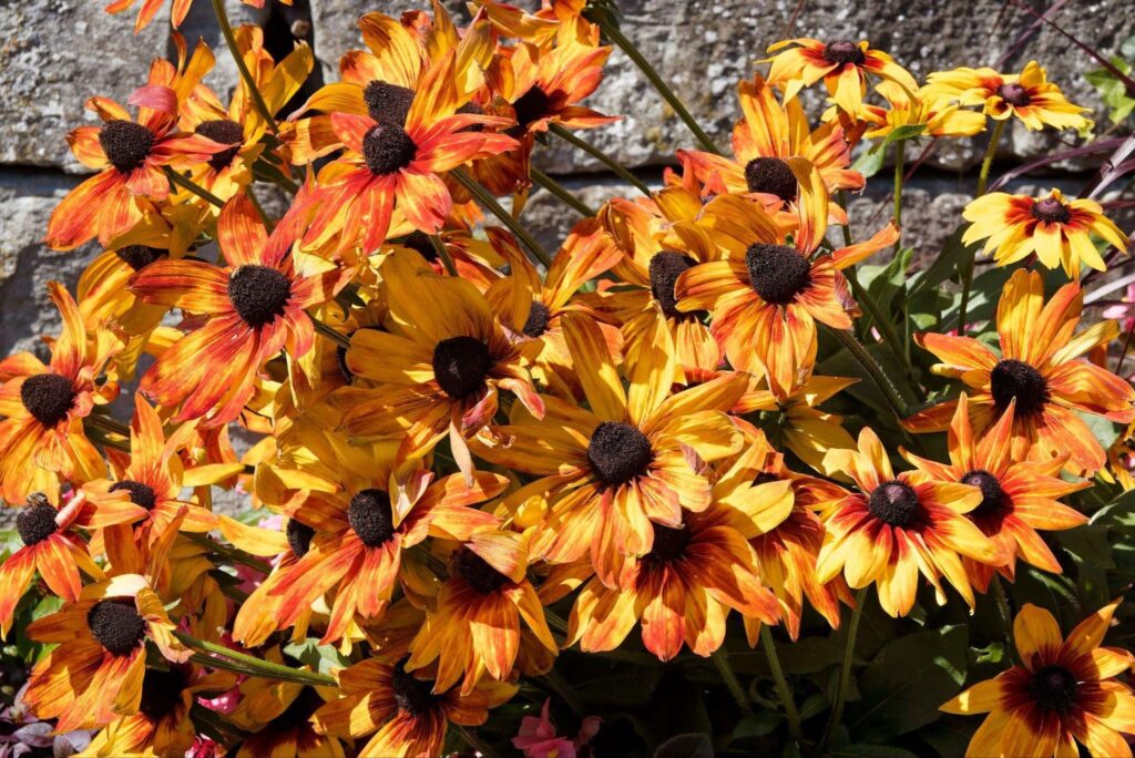 A vibrant cluster of orange and yellow flowers in full bloom showcasing their bright colors and natural beauty