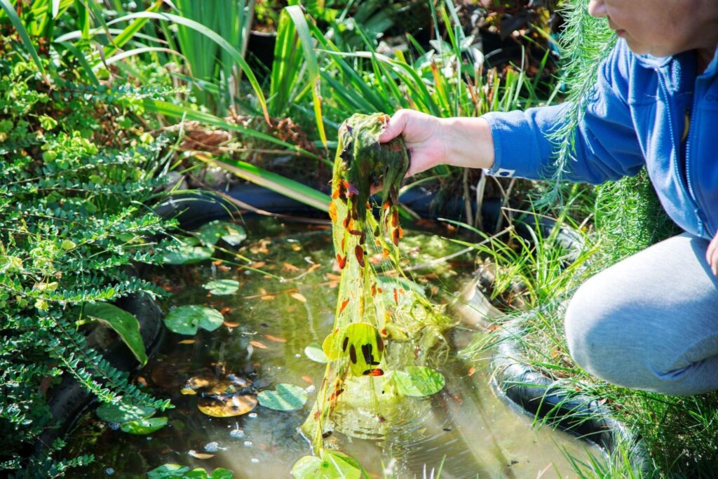 A woman is kneeling at a pond carefully retrieving a plant from the water