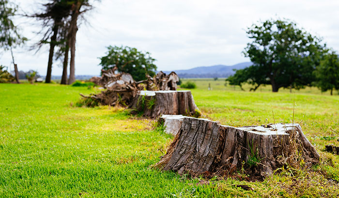How-Can-I-Get-Rid-of-Trees-and-Stumps