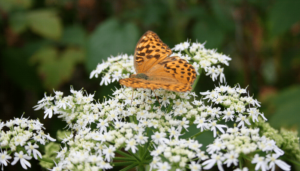 What-Are-Some-Perennial-Garden-Design-Ideas_