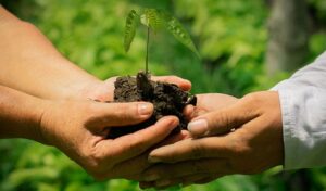 What-are-the-Best-Utah-Native-Plants
