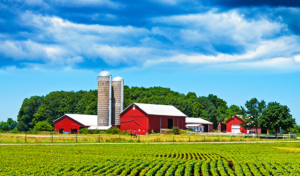What-is-a-Local-Tree-Farm