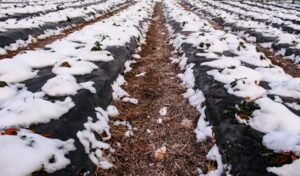 frost-mulch