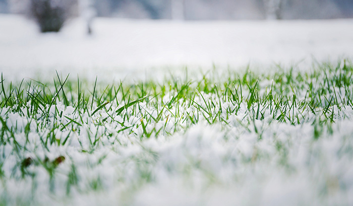 Your Total Guide to Winter Lawn Care