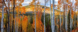 A cluster of aspen trees adorned in autumn hues, capturing the essence of Colorado's fall season