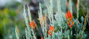 Detailed close-up of red flowers, highlighting their intricate petals and vivid hue in a soft-focus setting