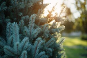 A close-up of evergreen branches with sunlight filtering through in a natural setting.