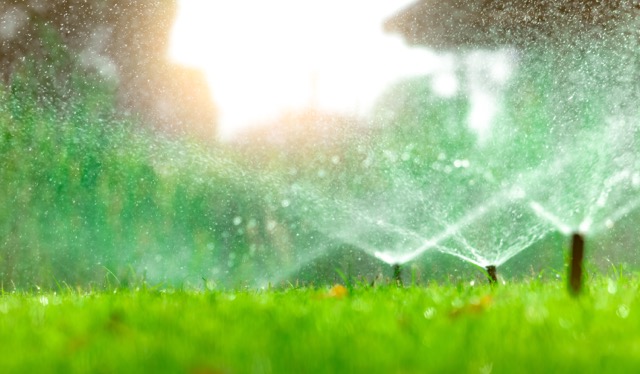 Sprinklers watering lush green lawn with water droplets sparkling in golden sunlight. Fresh grass and misty spray.