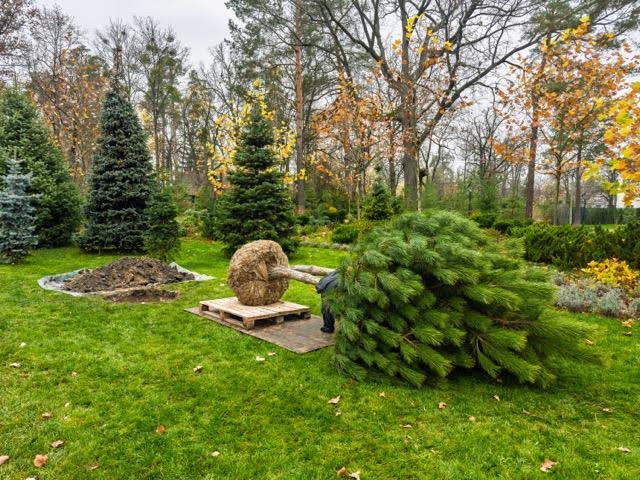 A man is cutting down a Christmas tree in his yard surrounded by snow and festive decorations