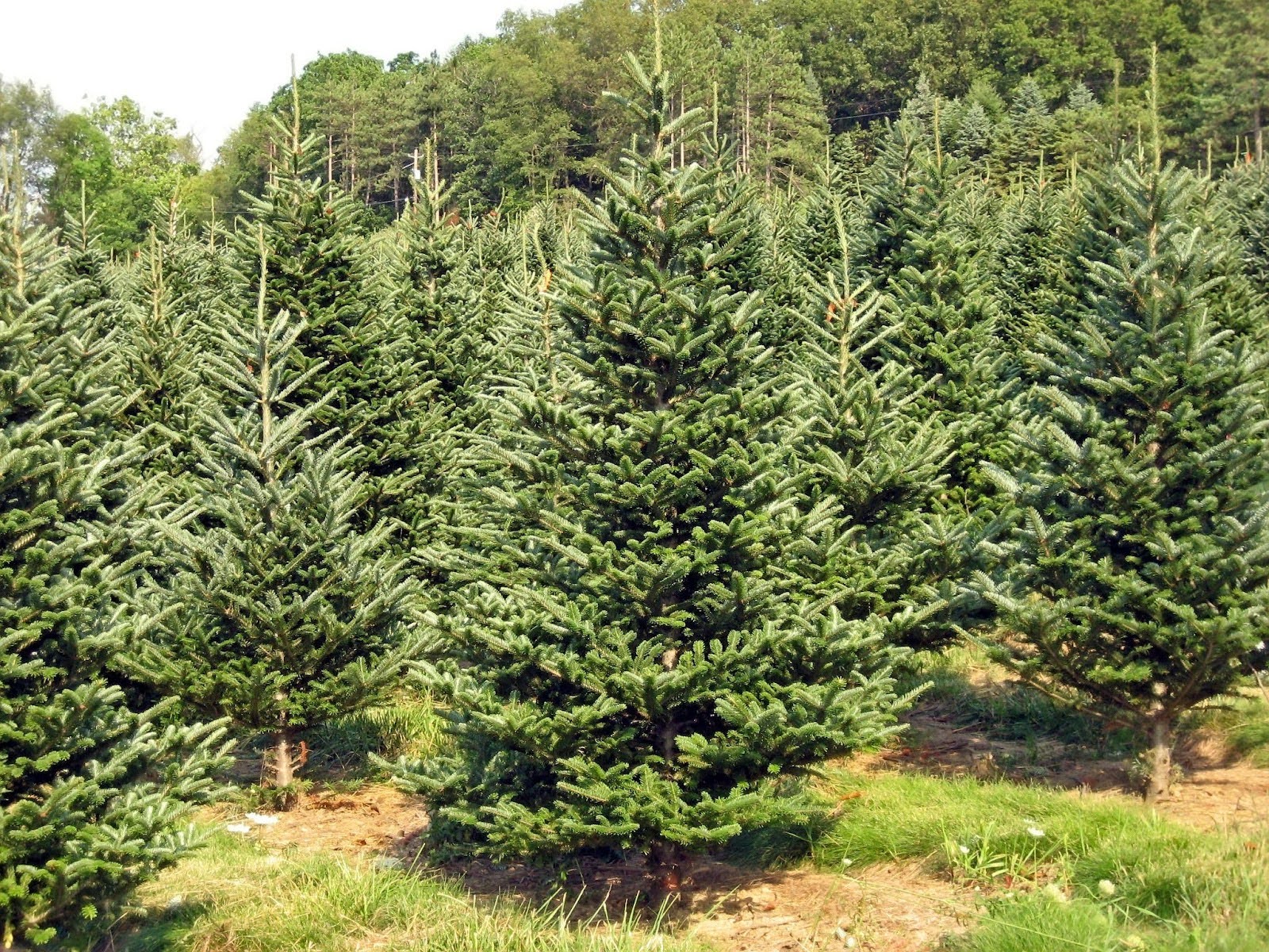 A lush Christmas tree farm with rows of vibrant green fir trees under a sunny sky